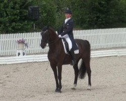 dressage horse Dave S (Hanoverian, 2001, from Davignon I)