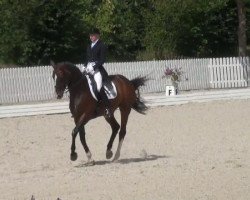 dressage horse Waroness 2 (Hanoverian, 1995, from Warkant)