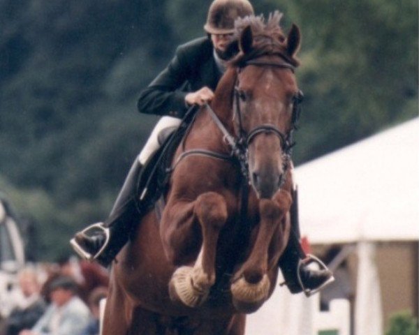 stallion Amour A (Westphalian, 1987, from Ampere)