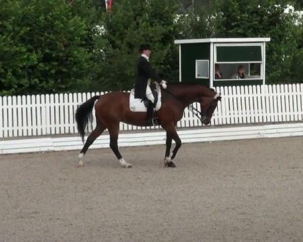 dressage horse Curley Sue (Westphalian, 2001, from Casparino)