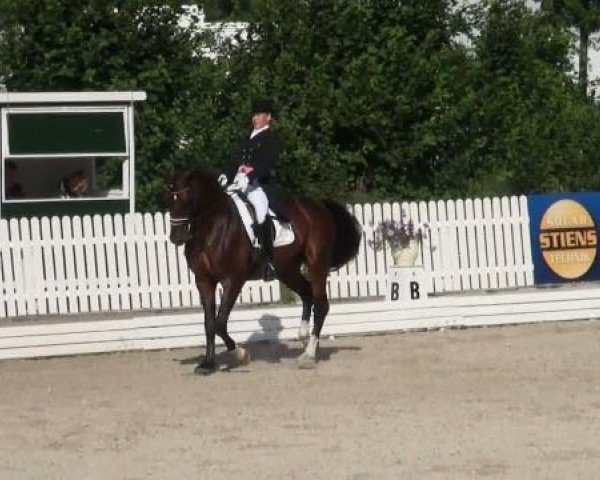 stallion Feiner Gustav (Westphalian, 2001, from Faveur)