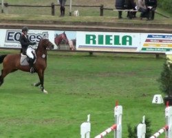 jumper Duc de St Martin (Selle Français, 1991, from Mont Blanc)