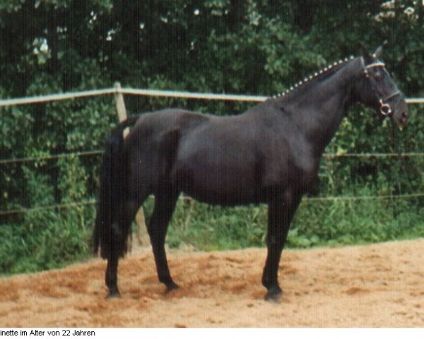 broodmare Minette (Hanoverian, 1986, from Maifuerst)
