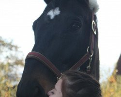 dressage horse Sam (Westfale, 2003, from Show Star)