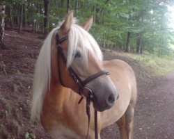 Pferd Hexe (Haflinger,  , von Neid I (9,375% ox))