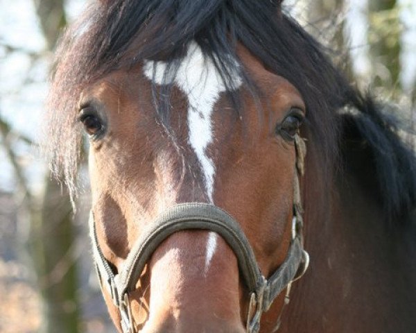 Pferd Charly (Westfale, 2000, von Cordobes II)