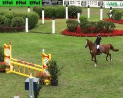 jumper Kalido van Klaverborch (Nederlands Rijpaarden en Pony, 2000, from Khadiboj van Klaverborch)