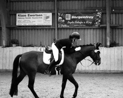 dressage horse Sun Dance 9 (Hanoverian, 2015, from Sarotti Mocca-Sahne)