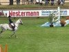 jumper Kaisercool (German Riding Pony, 2001, from Kaiserwalzer)