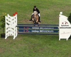 Springpferd Majestix 9 (Haflinger, 1997, von Mondego (3,125% ox))