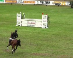 jumper Deistar (German Riding Pony, 2002, from Deister)