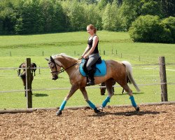 Zuchtstute Bo Derek (Deutsches Reitpony, 2003, von Heidbergs Nancho Nova)