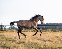 Pferd Dabolé (Westfale, 2022, von Dembelé L)