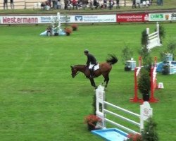 stallion Quitender (Hanoverian, 2005, from Quidam's Rubin)