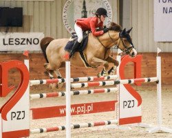 Springpferd Jumping horse (KWPN (Niederländisches Warmblut), 2013, von Stolzenberg)