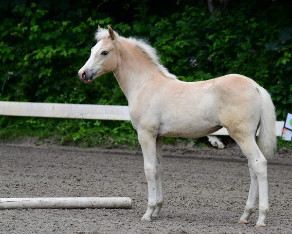 Pferd Skara (Haflinger, 2021, von Wesir liz 535)