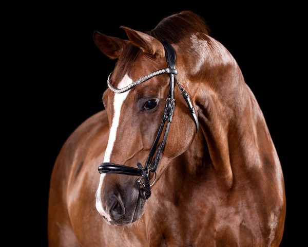 dressage horse Findet Nemo (Württemberger, 2011, from Fürst Romancier)