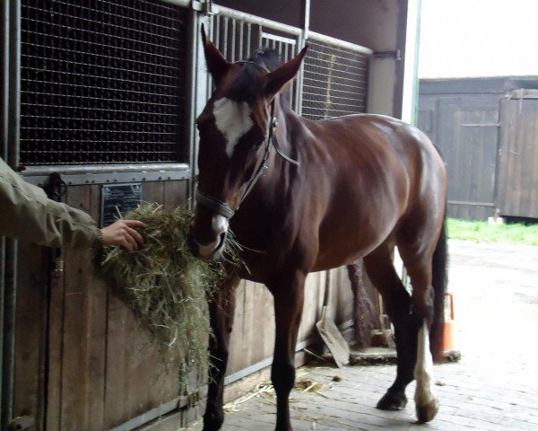 broodmare Pileika (Westphalian, 2000, from Pavarotti van de Helle)