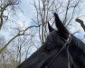 dressage horse Sir Jesco (Trakehner, 2015, from E.H. Millennium)