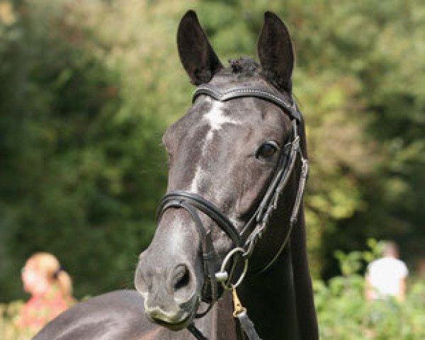 dressage horse Tamina (Trakehner, 2011, from Axis TSF)