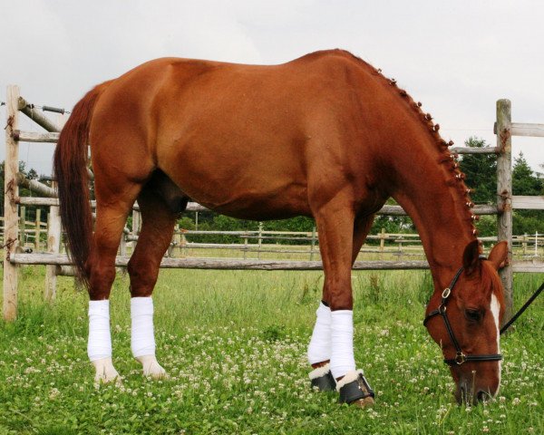 horse Cassini 19 (Oldenburg, 1995, from Cordial Medoc)