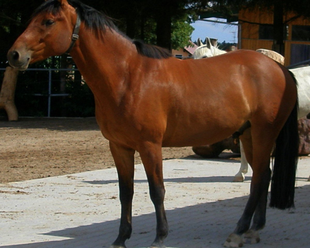 Pferd Artus (Oldenburger, 2007, von Aralimbo)