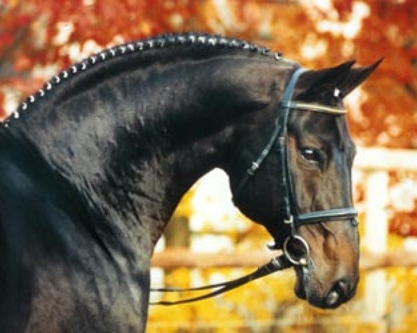 horse Ravallo (Hanoverian, 1986, from Raphael)