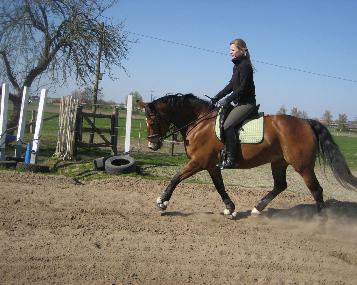 broodmare Dana (Oldenburg, 2000, from Don Larino 171 FIN)