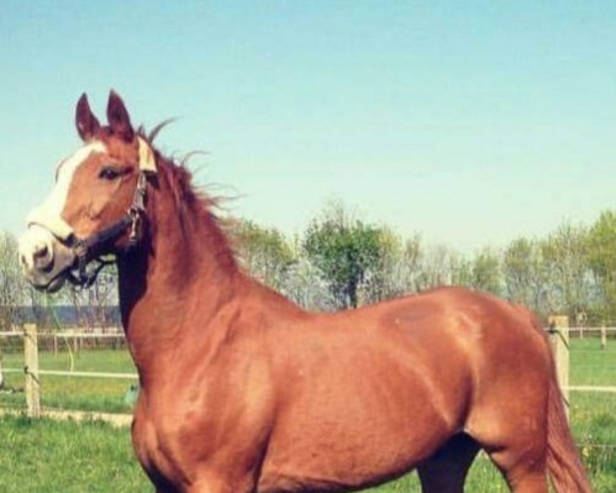 horse Patre (Westphalian, 1988, from Pilot)