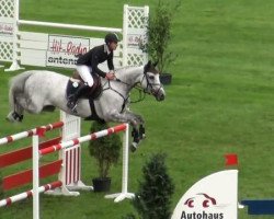 jumper Camona 3 (Belgian Warmblood, 2002, from Fuego du Prelet)