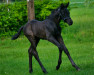 jumper Kassiopée du Famé (Hanoverian, 2022, from TSF Kros)