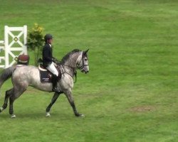 jumper Syd (KWPN (Royal Dutch Sporthorse), 2004, from Sydney)