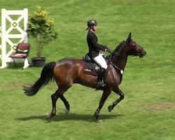 jumper Sammy Mad Jo (Hanoverian, 1999, from Stakkato)