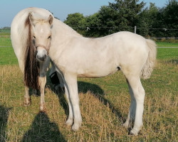 horse Hibiska (Fjord Horse, 2022, from Fjell)