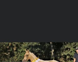 dressage horse GS Feinlight (German Riding Pony, 2022, from FS Golden Highlight)