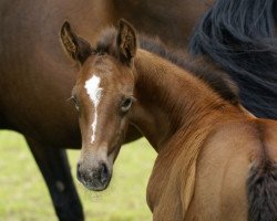 broodmare Dairy Queen H (German Sport Horse, 2009, from Rich Charly I)