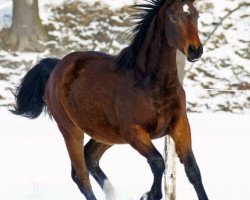 dressage horse Boyfriend H (German Sport Horse, 2008, from Bootsmann 10)