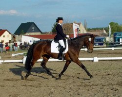 broodmare Denira K (Hanoverian, 2000, from De Niro)