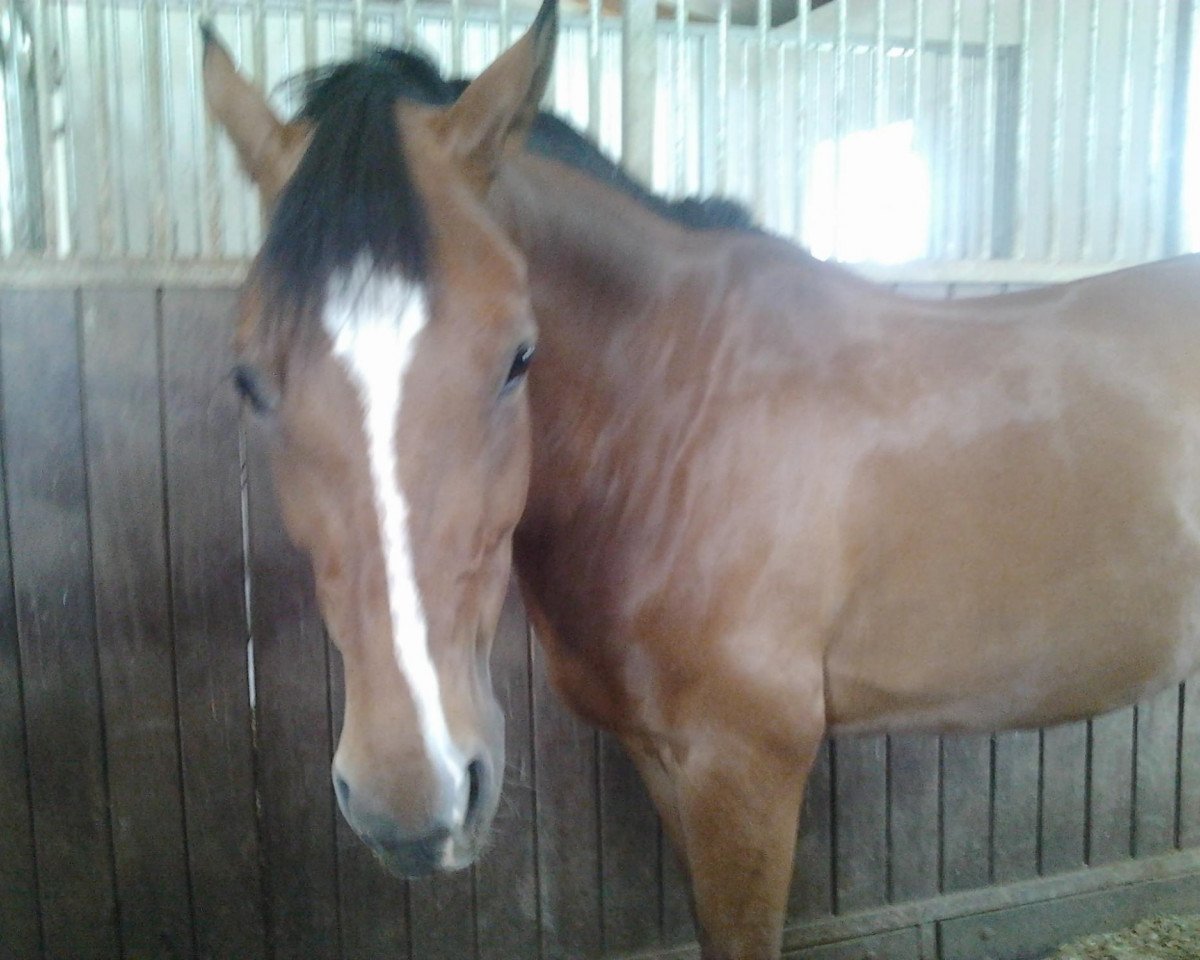 dressage horse Calimero Kl (German Riding Pony, 2003, from FS Champion de Luxe)