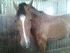 dressage horse Calimero Kl (German Riding Pony, 2003, from FS Champion de Luxe)