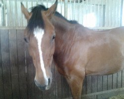 dressage horse Calimero Kl (German Riding Pony, 2003, from FS Champion de Luxe)