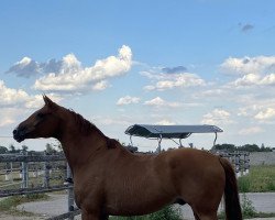 dressage horse Don Dinero Jw (Trakehner, 2014)