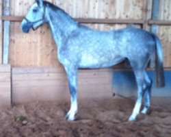 broodmare Lucy-Lou 2 (German Sport Horse, 2009, from Levisto's Big Boy)