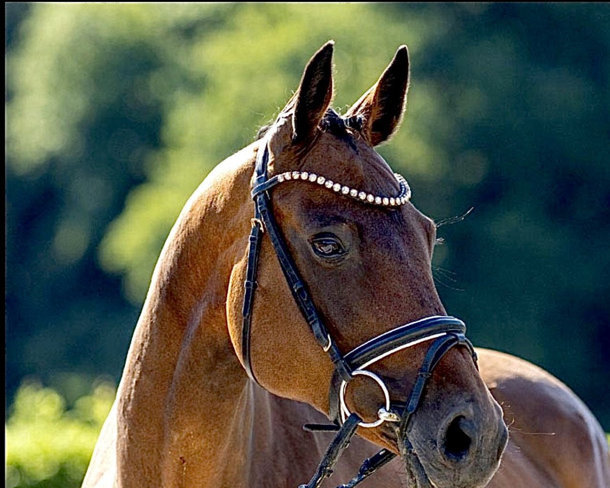 broodmare Anna Bella (Holsteiner, 2008, from Aragorn W)