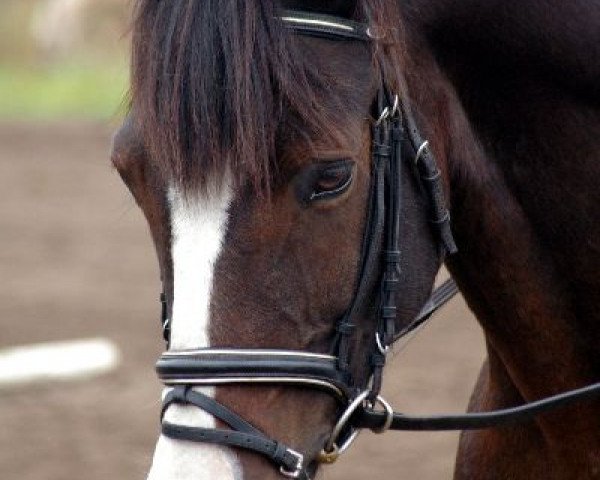 horse Trirock (German Riding Pony, 1996, from Tribun S)