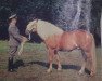 stallion Wildfang 326 (Haflinger, 1968, from Wilko 23 DDR)
