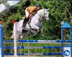 jumper Campina Caramba (German Sport Horse, 2005, from Convoi)