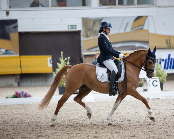 dressage horse Dancin Dynamite Gs (German Riding Pony, 2016, from Dating At NRW)