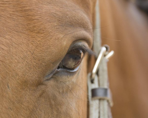 Pferd Cöster (Sachsen-Anhaltiner, 2006, von Chello II)