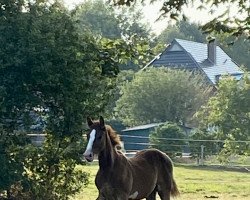 dressage horse Ichiro (Hanoverian, 2022, from Ibiza Dream)